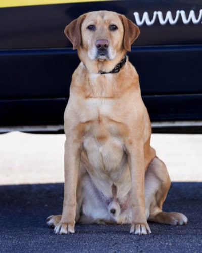 Image of Mr. Bankz, the official dog of Cool Sunshine Heating & Air Conditioning.