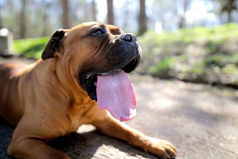 Dog In Hot Summer Weather