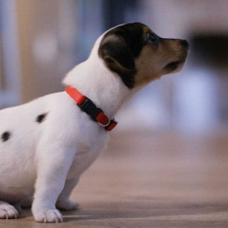 Cute Dog
